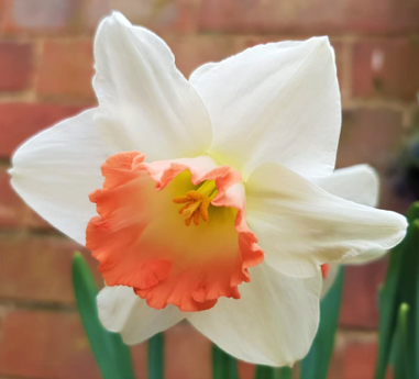 Daffodil Pink Charm